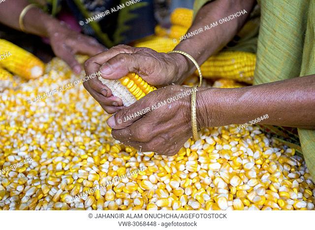Maize in Bangladesh at most Third important cereal after rice and wheat. New crop: 3100 ha in 1900, 10000 ha in 1995, 202000 ha in 2009-2010
