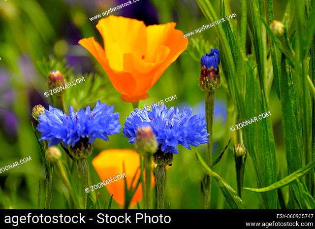 Kornblume mit Mohnblüte im Garten, Kornblume (Centaurea cyanus), Klatschmohn (Papaver rhoeas), Mohnblume, Klatschrose