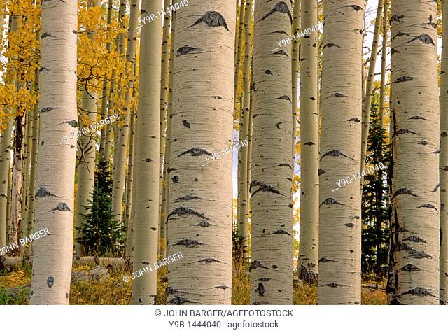 Patterned trunks of quaking aspen Populus tremuloides in fall, Uncompahgre National Forest, Colorado, USA