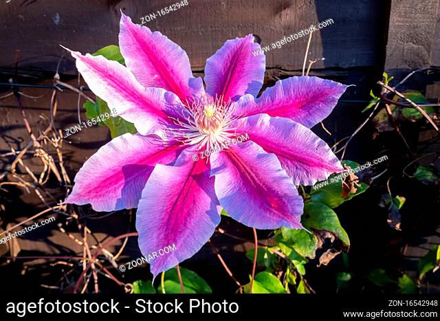 Pink Clematis in full bloom in the November sunshine