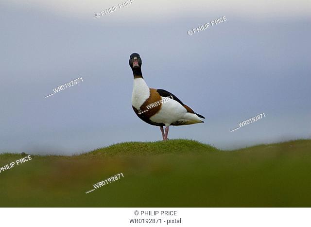 Shelduck Tadorna tadorna standing on coastal grassy knoll with faint outline of moutains in the background Argyll and the Islands, Scotland, UK