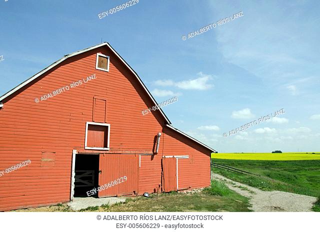 Red barn in a canola field, Alberta, Canada