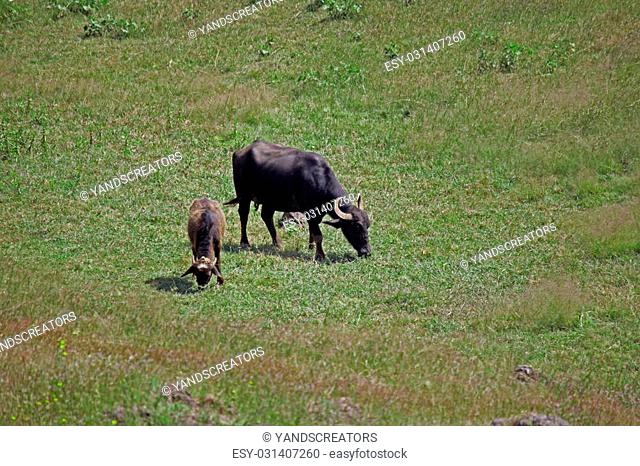 Female Murrah buffalo and calf