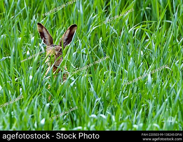03 May 2022, Brandenburg, Schönefeld: A brown hare (Lepus europaeus) looks curiously out of a green cornfield. The hare is often referred to as Meister Lampe in...