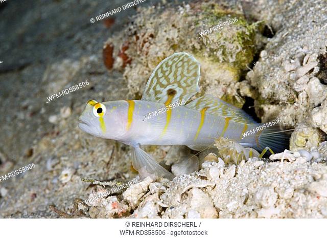 Symbiotic between Randalls Prawn-Goby and Pistol Shrimp, Amblyeleotris randalli, Alpheus rapicida, Turtle Cove, Micronesia, Palau