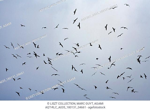 Large flock off Ascension Frigatebirds flying, Fregata aquila, Ascension Frigatebird