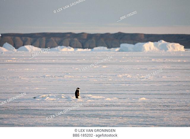 This Emperor Penguin (Aptenodytes forsteri) remained motionless for a long time standing in the rays of the evening sun Admiralty Sound