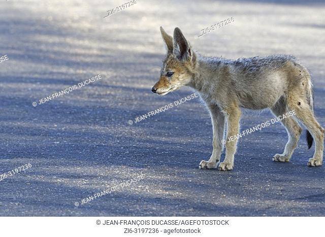 Black-backed jackal (Canis mesomelas), cub, standing in the middle of a tarred road, alert, Kruger National Park, South Africa, Africa