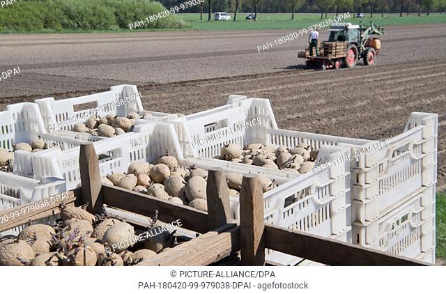 20 April 2018, Germany, Burgdorf: Young potatoes are planted into a field for future harvesting. Photo: Julian Stratenschulte/dpa
