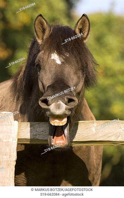 Portrait of a horse, which is showing his teeth. North Rhine-Westphalia. Germany