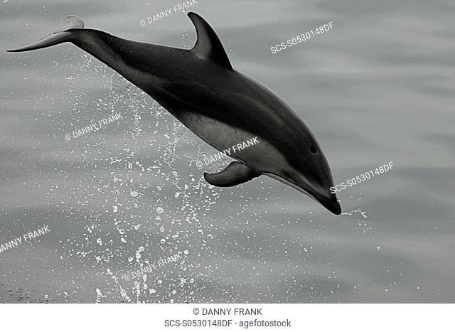 Pacific white sided dolphin Lagenorhynchus obliquidens breaching, breach, leaping, leap, Monterey bay national marine sanctuary, California, usa