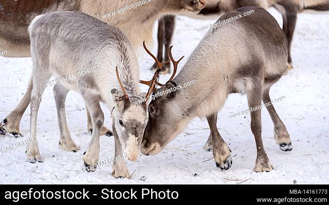 two reindeer, raattama, lapland, finland