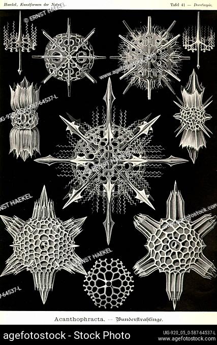 """Acanthometra; An order of Acantharia. These marine protozoans have a skeleton limited to 20 radially arranged rods which extend from the center