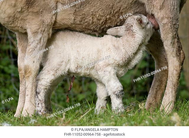 Domestic Sheep, newborn lamb, with remains of umbilical cord still attached, suckling from mother, Carmarthenshire, South Wales, may