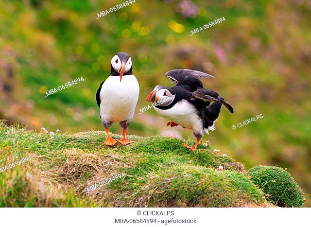 Couple of puffins at Sumburgh lighthouse to the Shetland Islands, Scotland