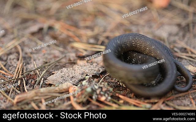Grass Snake Natrix Natrix Adder In Forest Early Spring Forest. Snake Moving A Coil. Russia, Eastern Europe