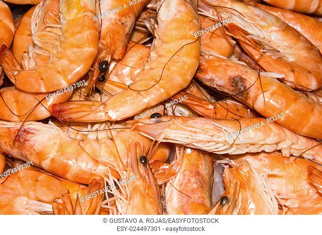 Backgrounds Shrimp - Seafood