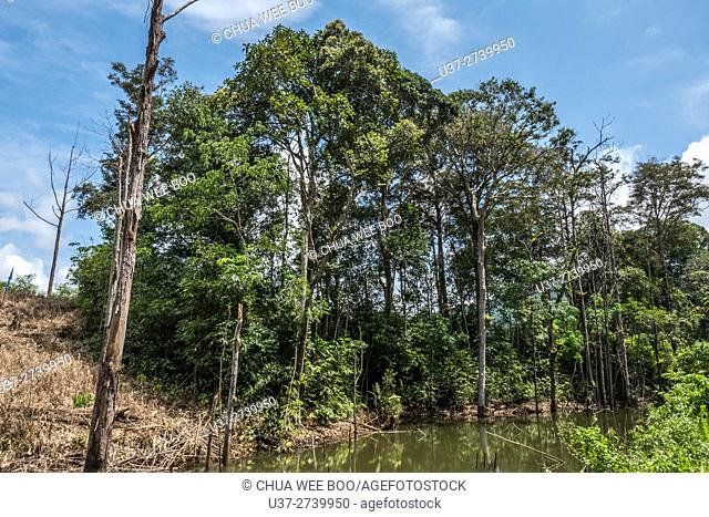 Trees. Image taken at Kampung Taee, Bau, Sarawak, Malaysia