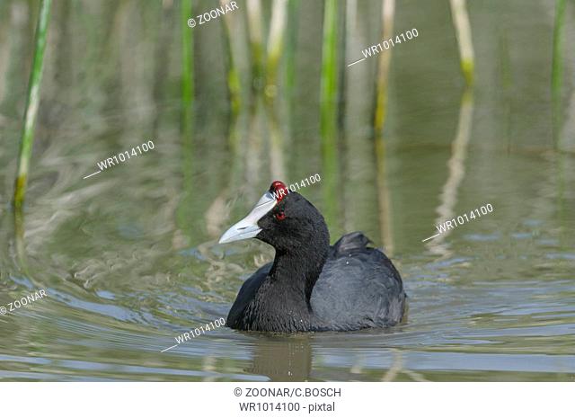 red knobbed coot, Fulica cristata
