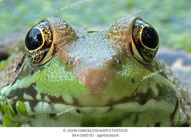 Green frog (Lithobates clamitans), District of Columbia, USA