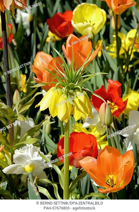 Crown imperial lilies blossom between tulips at the Bundesgartenschau 2015 (National Garden Show 2015) in Premnitz, Germany, 21 April 2015