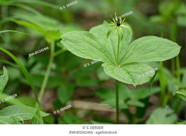 Herb Paris (Paris quadrifolia), blooming, Italy, South Tyrol, Dolomiten
