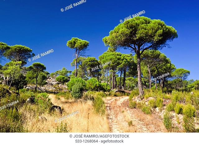 The Concejo pineswood in Cadalso de los Vidrios Madrid Spain