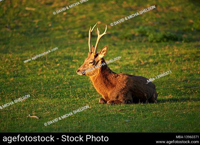 Red deer (Cervus elaphus), male, meadow, sideways, lying, evening light