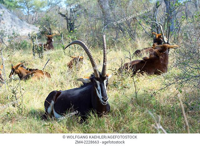 A dominant Sable antelope (Hippotragus niger) male and his family group is resting and ruminating after feeding at the Vumbura Plains in the Okavango Delta in...