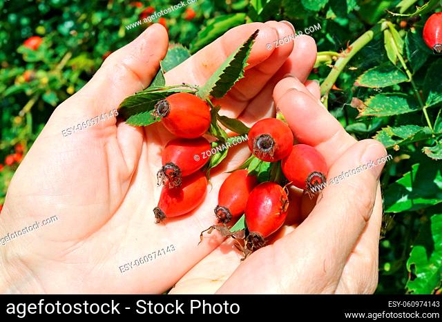 Elderly senior woman harvesting picking ripe briar eglantine red forest berries. Hands with fruits against the green background