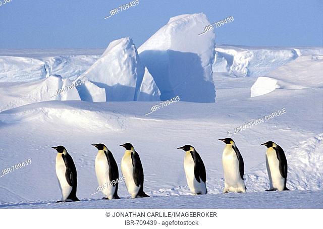 Emperor Penguin (Aptenodytes forsteri) colony, Dawson-Lambton Glacier, Antarctica