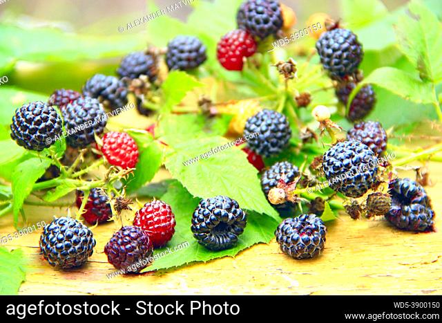 Crop of black raspberry with ripe berries. Fresh and sweet black raspberry on wooden board. Close-up of ripe raspberry in fruit garden