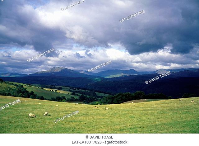 View of Snowdonia and other mountains from Nebo near Llanwst. Sheep grazing on hills. Trees. Rainclouds