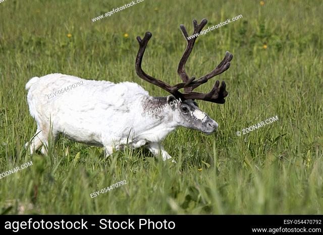 White male Reindeer walking in a marshy meadow