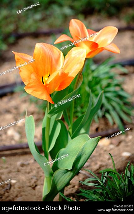 Die Nahaufnahme und Draufsicht auf eine orangeneTulpe, Tulipa fosteriana