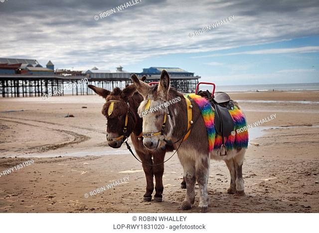 England, Lancashire, Blackpool. Donkeys Bear and Patch, saddled up and ready to offer children rides along the beach at Blackpool