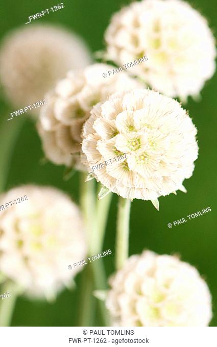 Grass Leaved Scabious, Scabiosa graminifolia, Several papery globe shaped seedheads