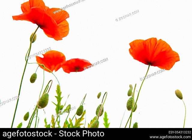 Red poppies isolated on white background.Flowers background