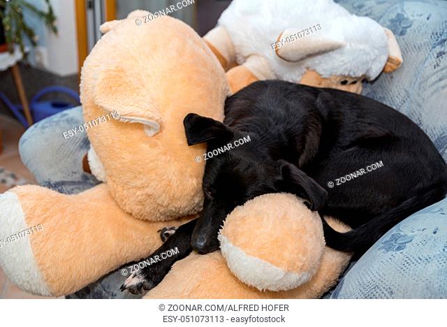 schwarzer Hund geniesst einen Schlafplatz auf einem grossen Plüschtier