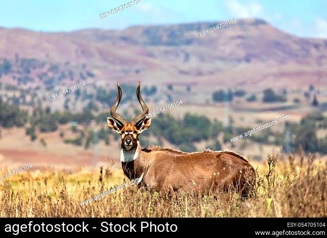 majestic male of endemic very rare Mountain nyala, Tragelaphus buxtoni, big antelope in Bale mountain National Park, Ethiopia, Africa wildlife
