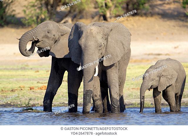 African Elephant (Loxodonta africana), in the river, Chobe National Park, Botswana