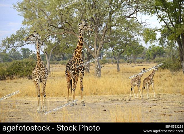 Thornicroft's Giraffe (Giraffa camelopardalis thornicrofti) two adults with calves, standing in woodland savannah, South Luangwa N. P. Zambia