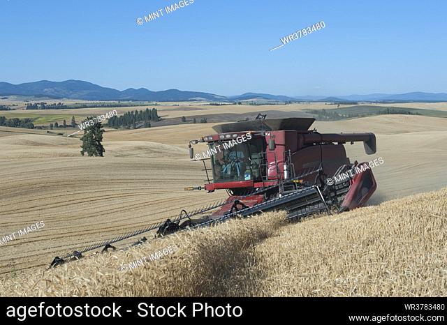 A combine harvester working a field, driving across the undulating landscape cutting the ripe wheat crop to harvest the grain