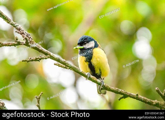 Great tit sits in front of the nest with a green caterpilla