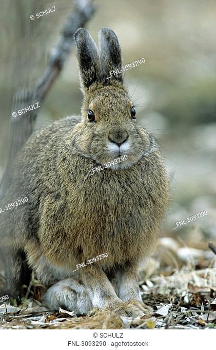 Snowshoe Hares Lepus americanus sitting on the forest floor, Denali National Park, USA, front view