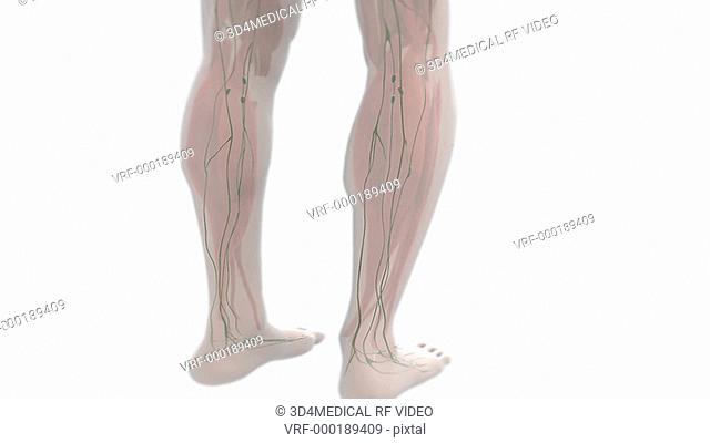 Animation depicting a pan-up and quarter rotation around the posterior of the Lymphatic System within a semi-transparent human body