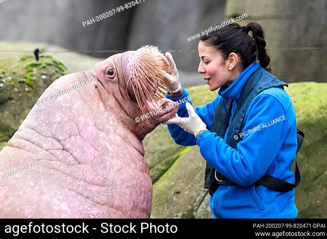 dpatop - 07 February 2020, Hamburg: Animal keeper Diana Ferrero looks into the mouth of a walrus from Spain in Hagenbeck's zoo