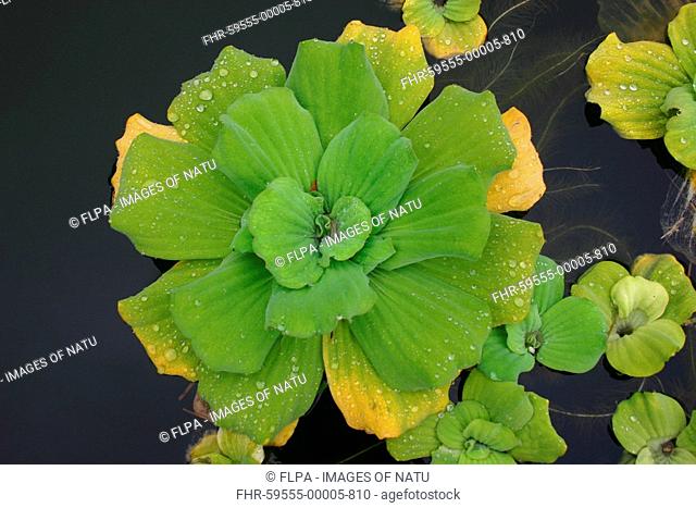 Water Lettuce Pistia stratiotes shade plant in tropical pool, Philippines