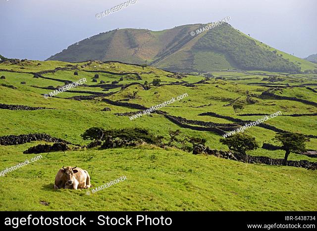Cow near Cabeco Silvado, Highlands, Pico, Azores, Portugal, Europe