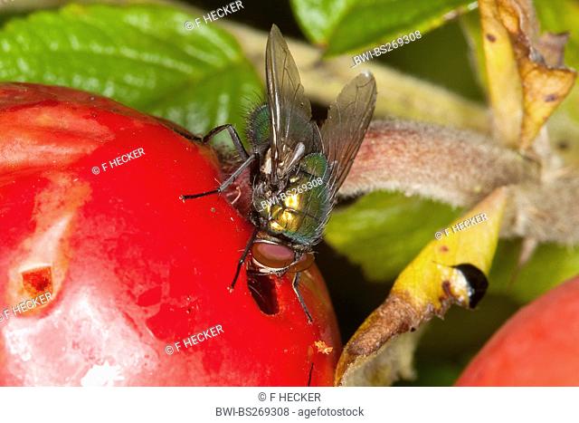 green bottle fly, greenbottle Lucilia spec., feeding from a dog rose